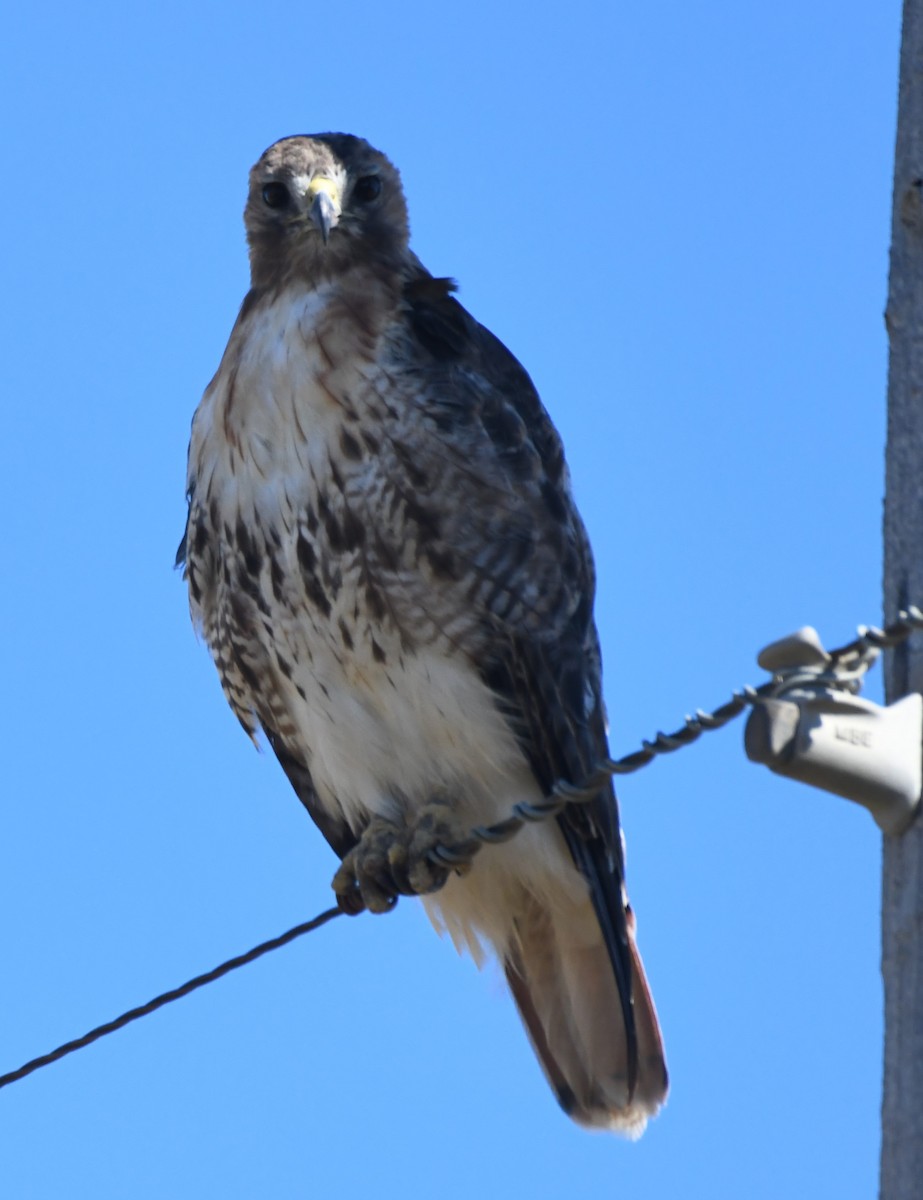 Red-tailed Hawk - ML623825202