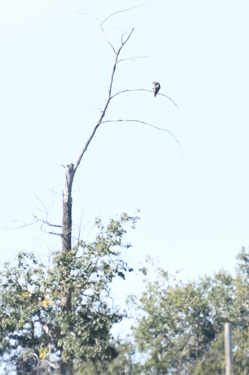 Red-tailed Hawk - ML623825204