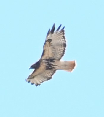 Red-tailed Hawk - ML623825205