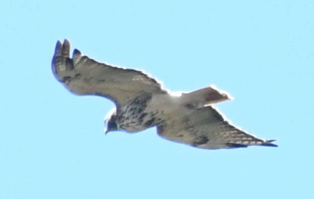 Red-tailed Hawk - ML623825206