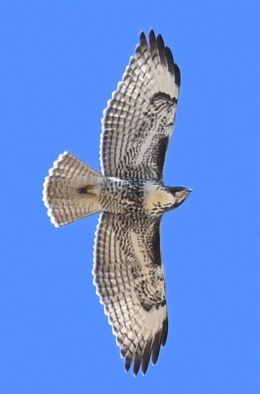 Red-tailed Hawk - ML623825207