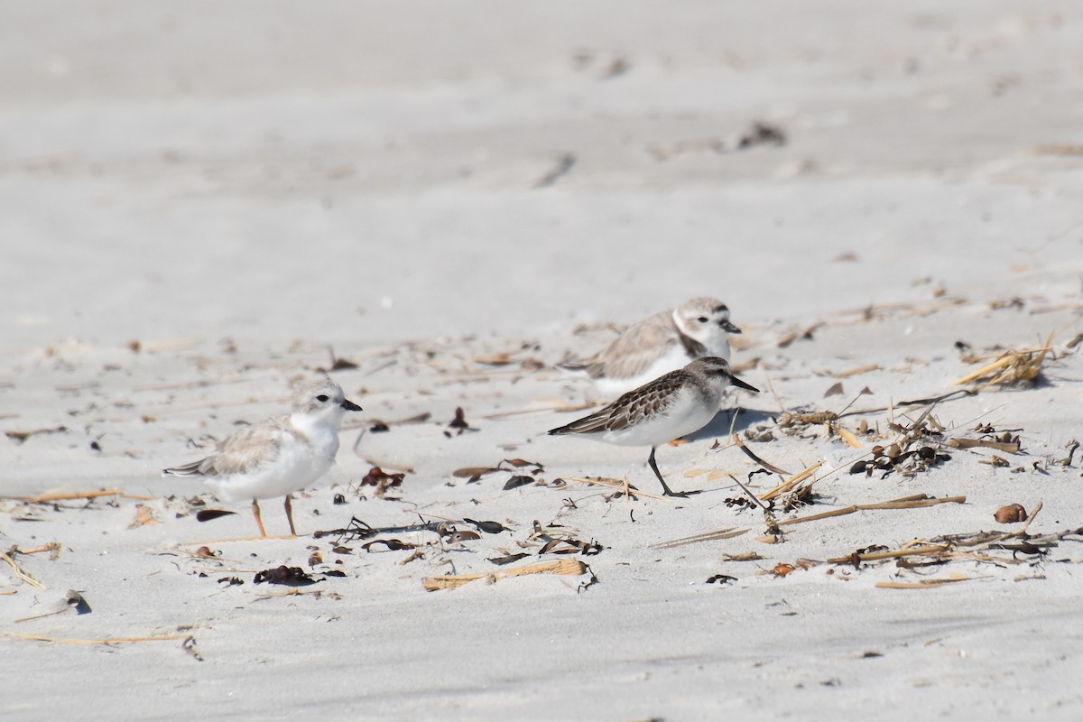 Piping Plover - ML623825244