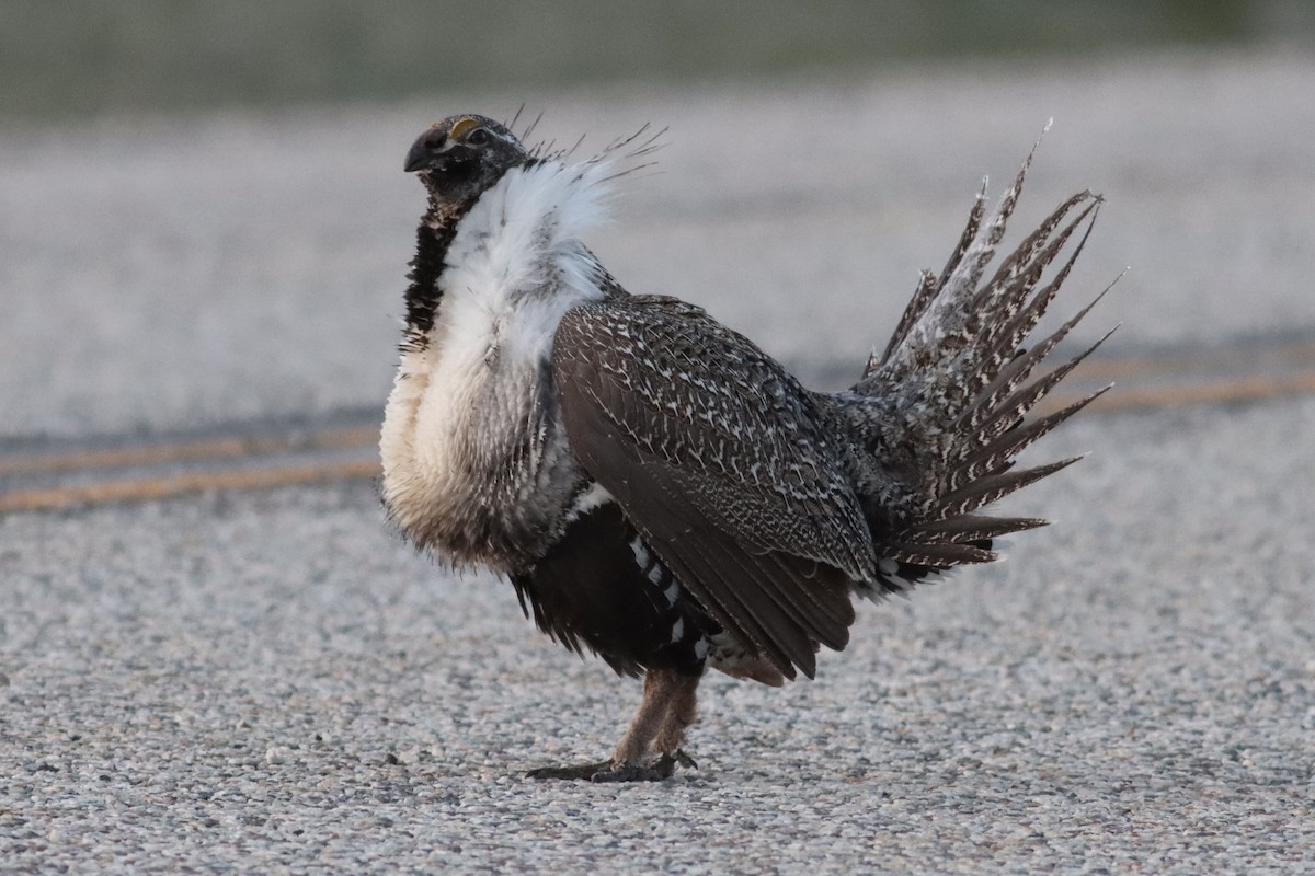 Greater Sage-Grouse - ML623825257