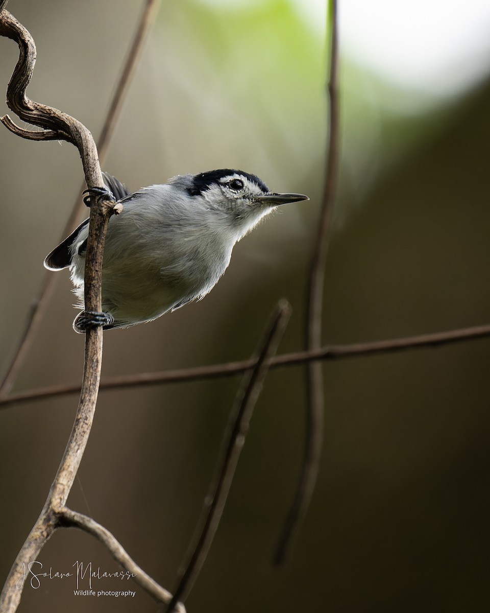 White-browed Gnatcatcher - ML623825266