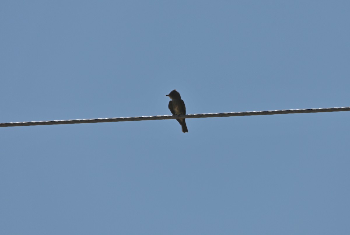 Olive-sided Flycatcher - ML623825283