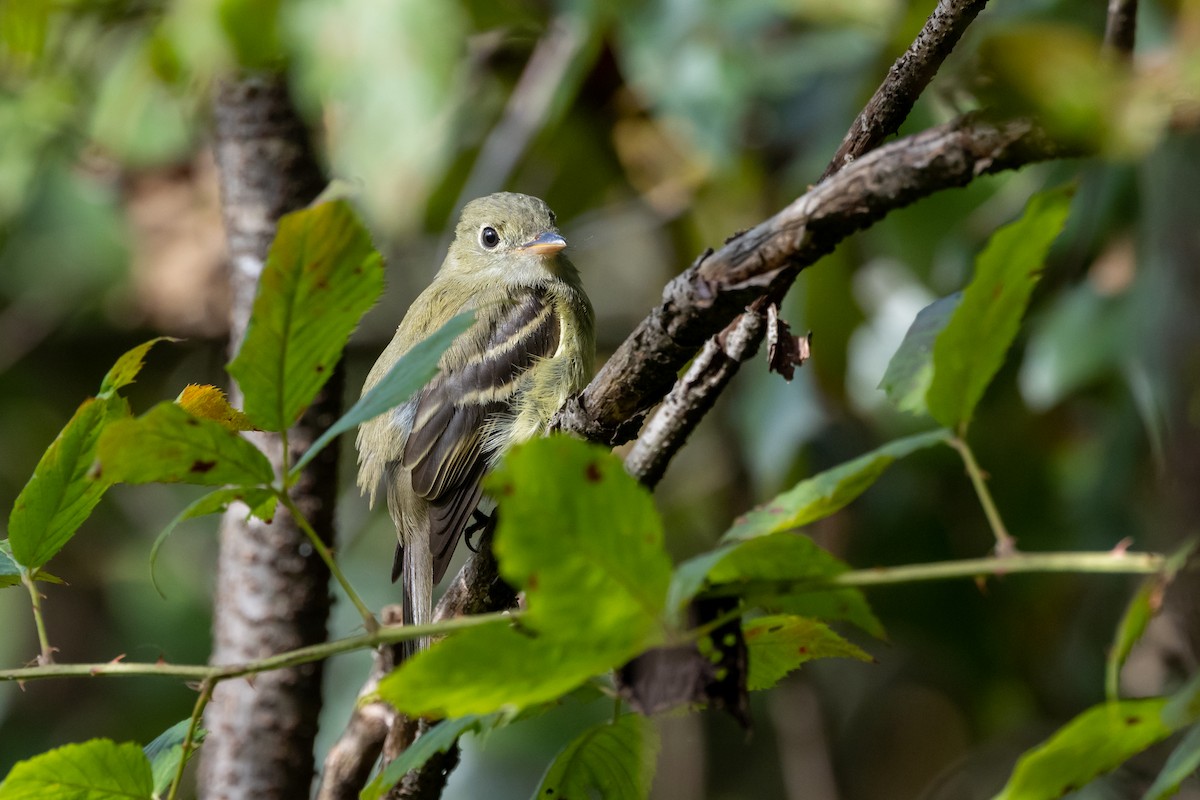 Yellow-bellied Flycatcher - ML623825286