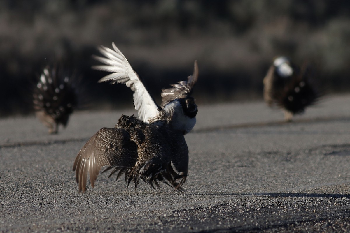 Greater Sage-Grouse - ML623825310