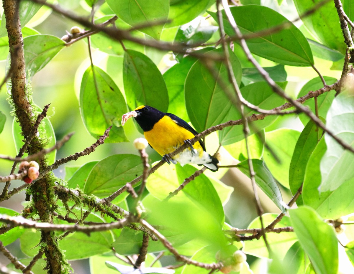 White-vented Euphonia - ML623825312