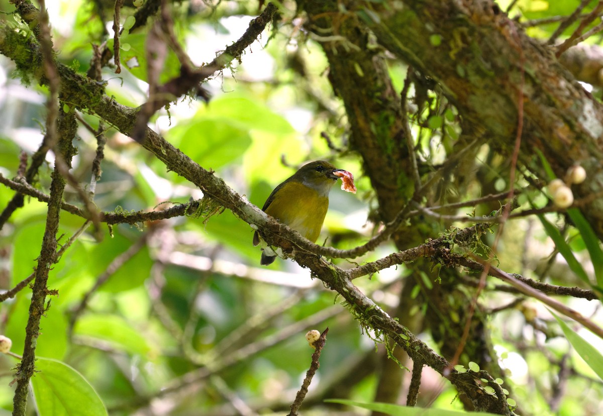 White-vented Euphonia - ML623825313