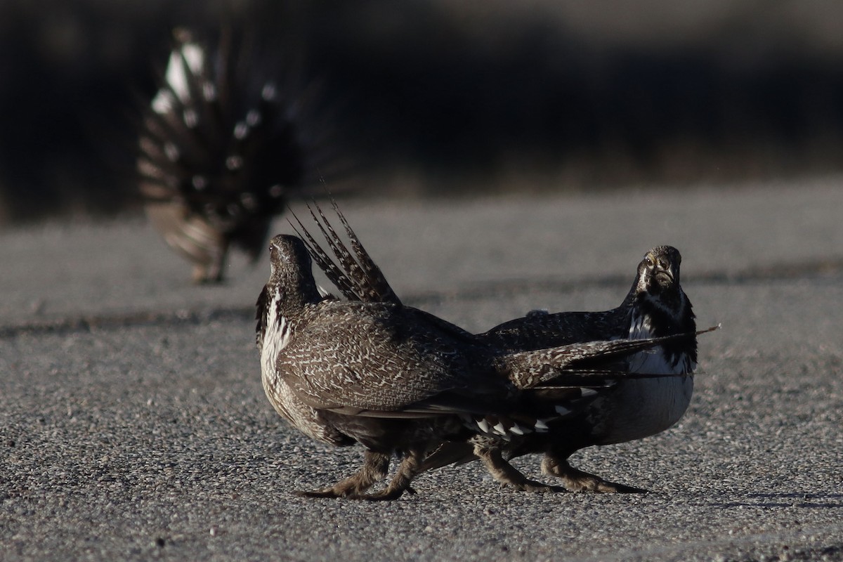 Greater Sage-Grouse - ML623825324