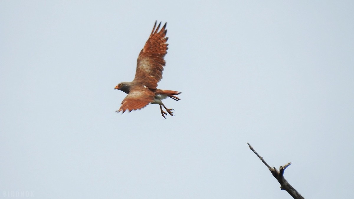 Rufous-winged Buzzard - ML623825327