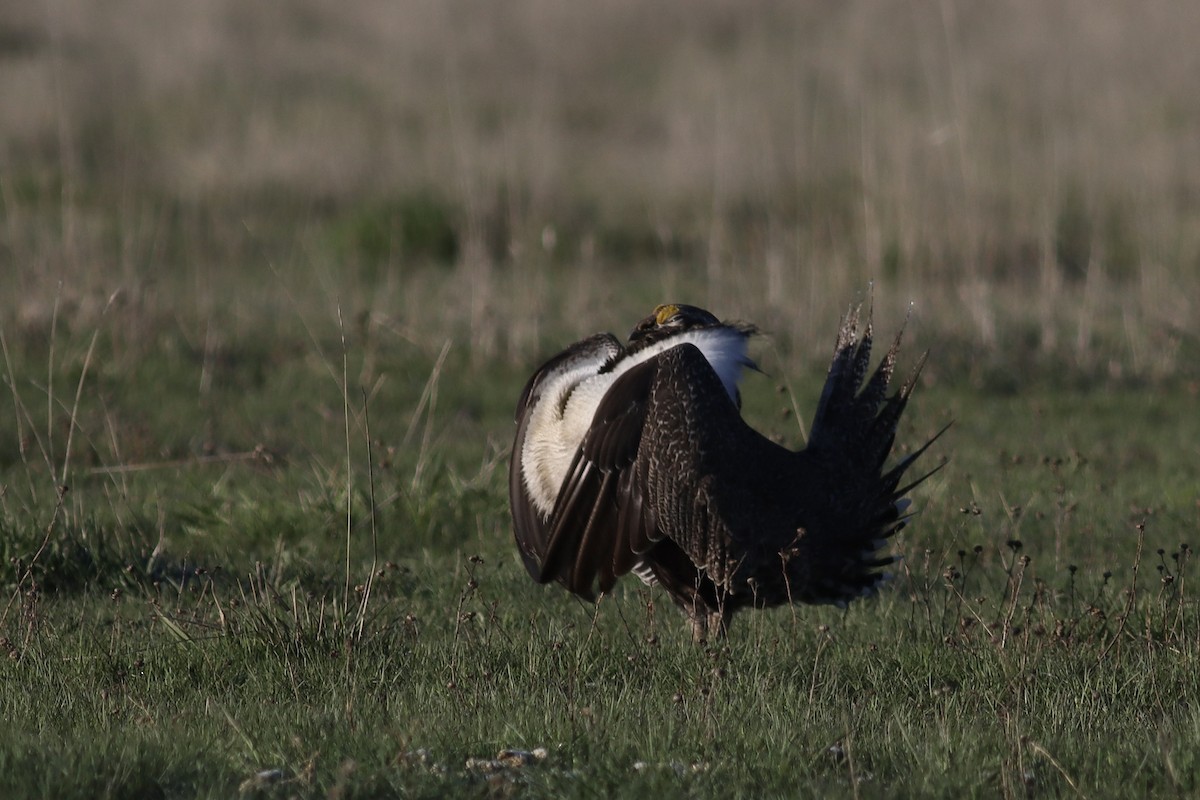 Greater Sage-Grouse - ML623825372