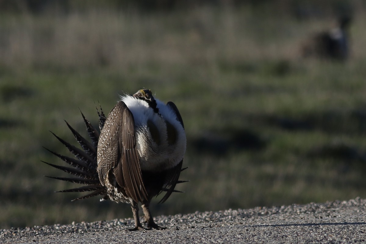 Greater Sage-Grouse - ML623825396