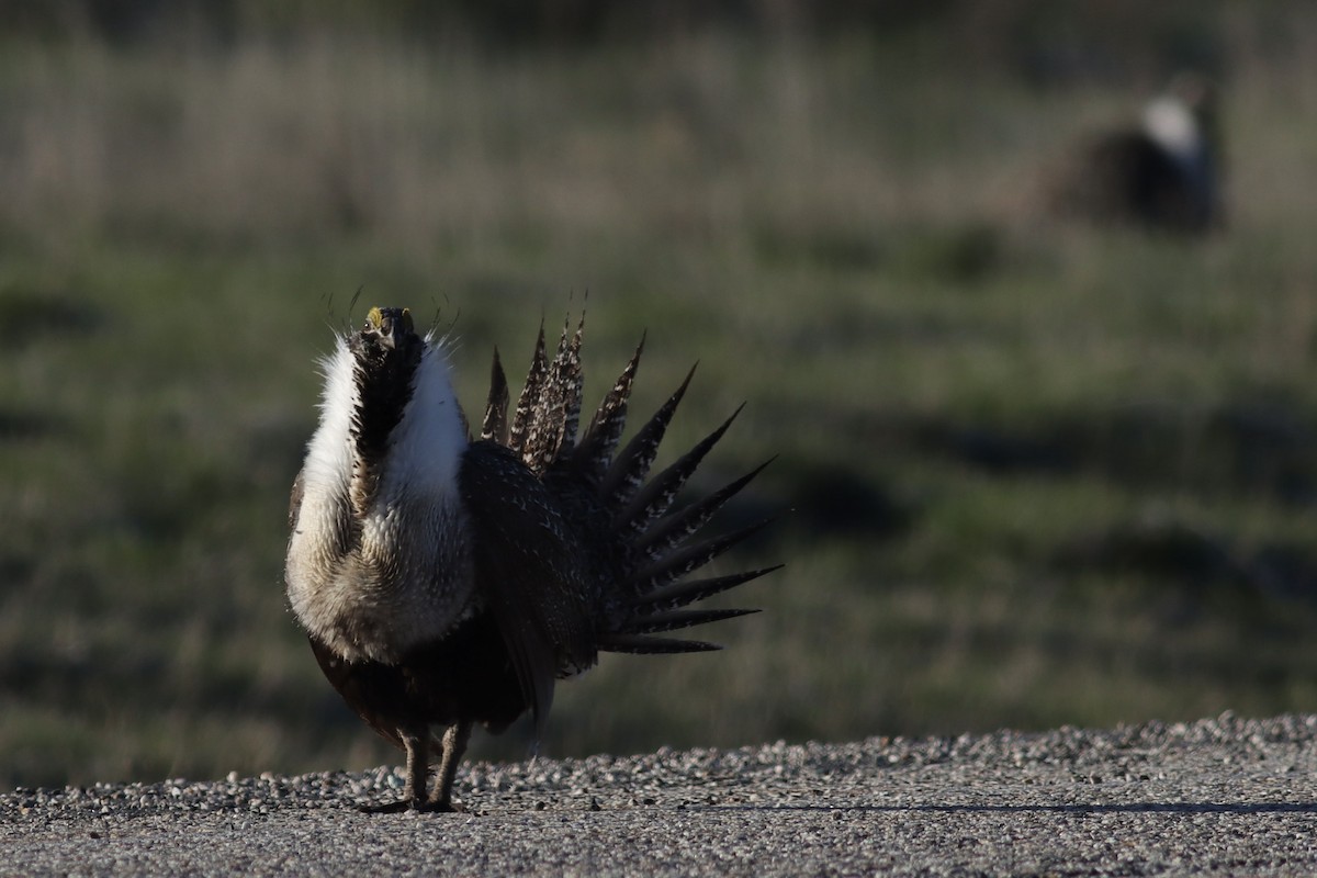 Greater Sage-Grouse - ML623825424