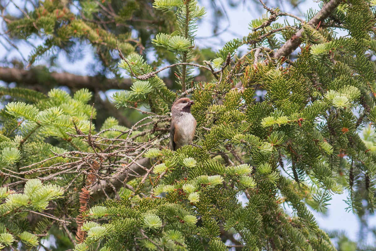 Carbonero Boreal - ML623825448