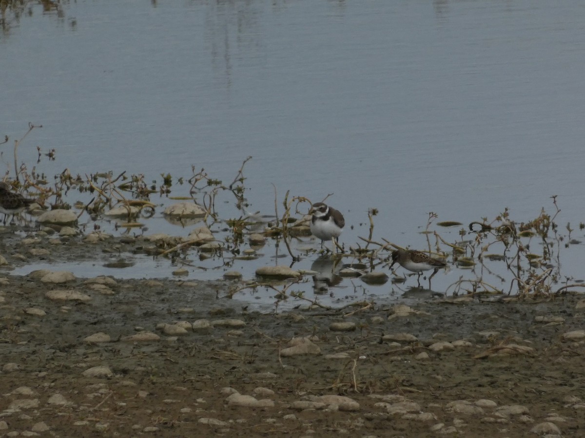 חופמי אמריקני - ML623825484