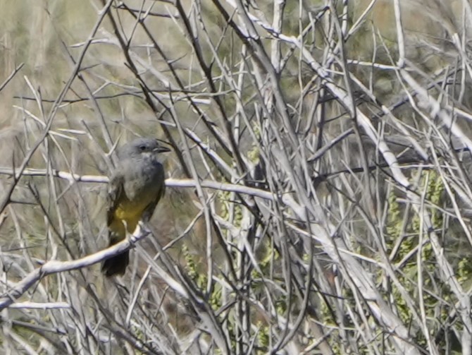 Cassin's Kingbird - ML623825489