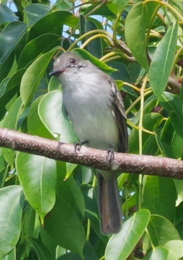 La Sagra's Flycatcher - h rudy sawyer