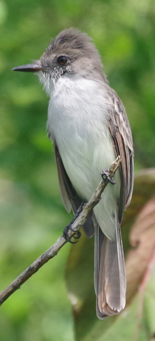 La Sagra's Flycatcher - h rudy sawyer