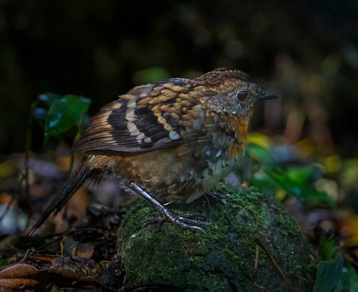 Australian Logrunner - ML623825543