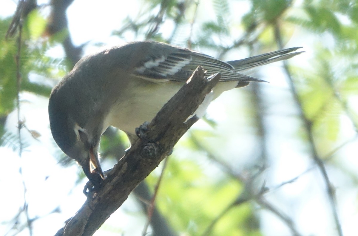 Plumbeous Vireo - ML623825559