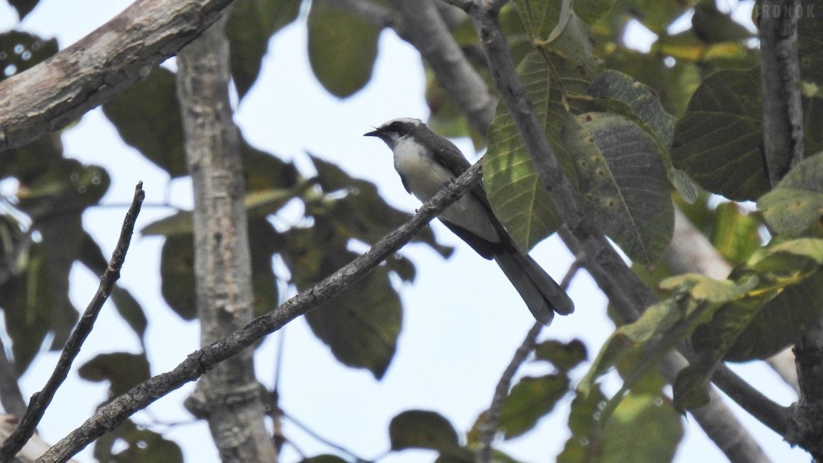 White-browed Fantail - ML623825571