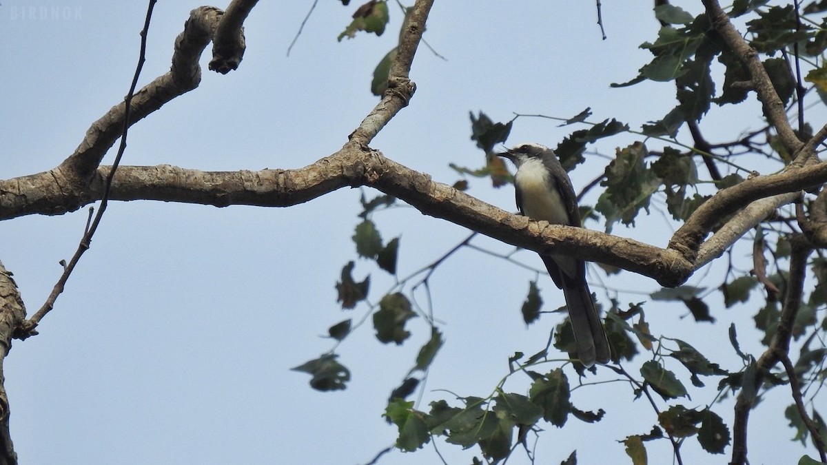 White-browed Fantail - ML623825572