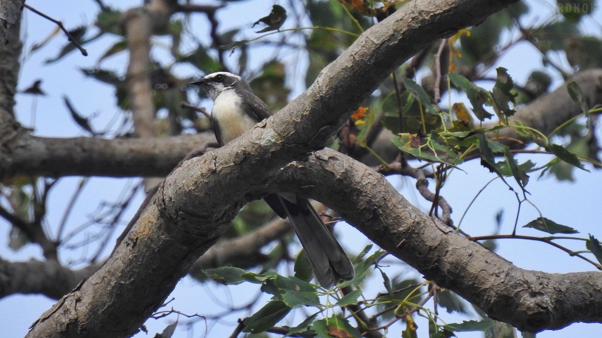 White-browed Fantail - ML623825573