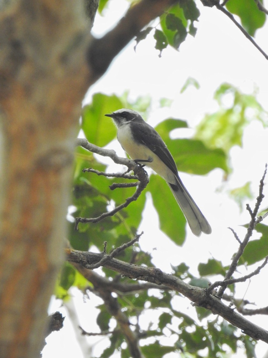 White-browed Fantail - ML623825574