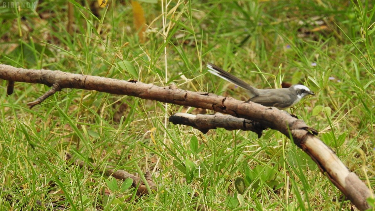 White-browed Fantail - ML623825575