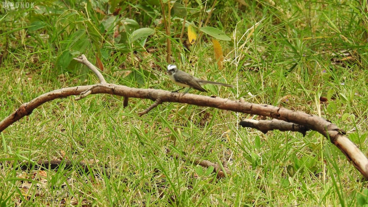 White-browed Fantail - ML623825576