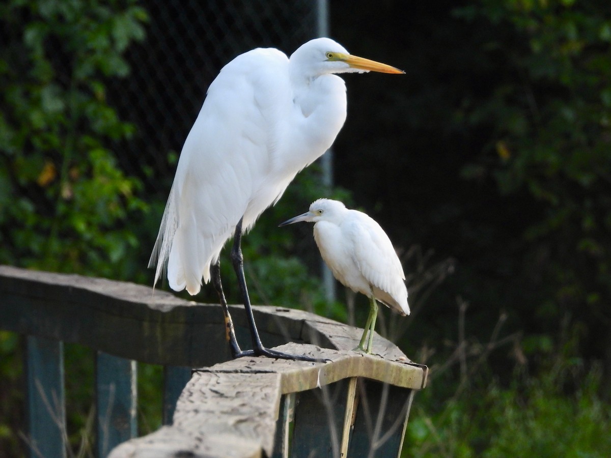 Great Egret - ML623825589