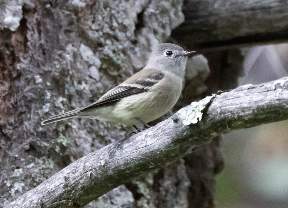 Dusky Flycatcher - ML623825627