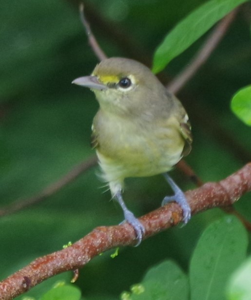 Vireo Piquigrueso - ML623825638