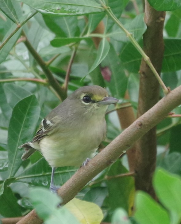 Vireo Piquigrueso - ML623825639