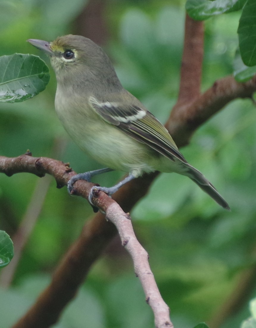 Vireo Piquigrueso - ML623825640