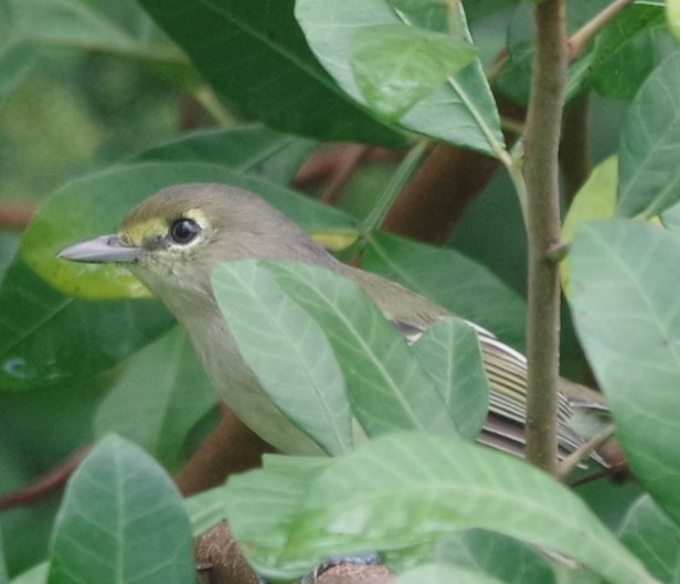 Vireo Piquigrueso - ML623825641