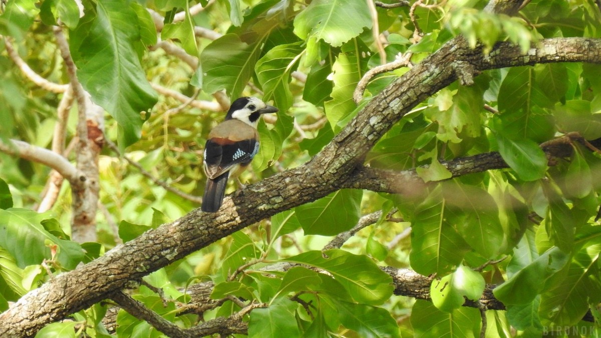 Eurasian Jay - ML623825646