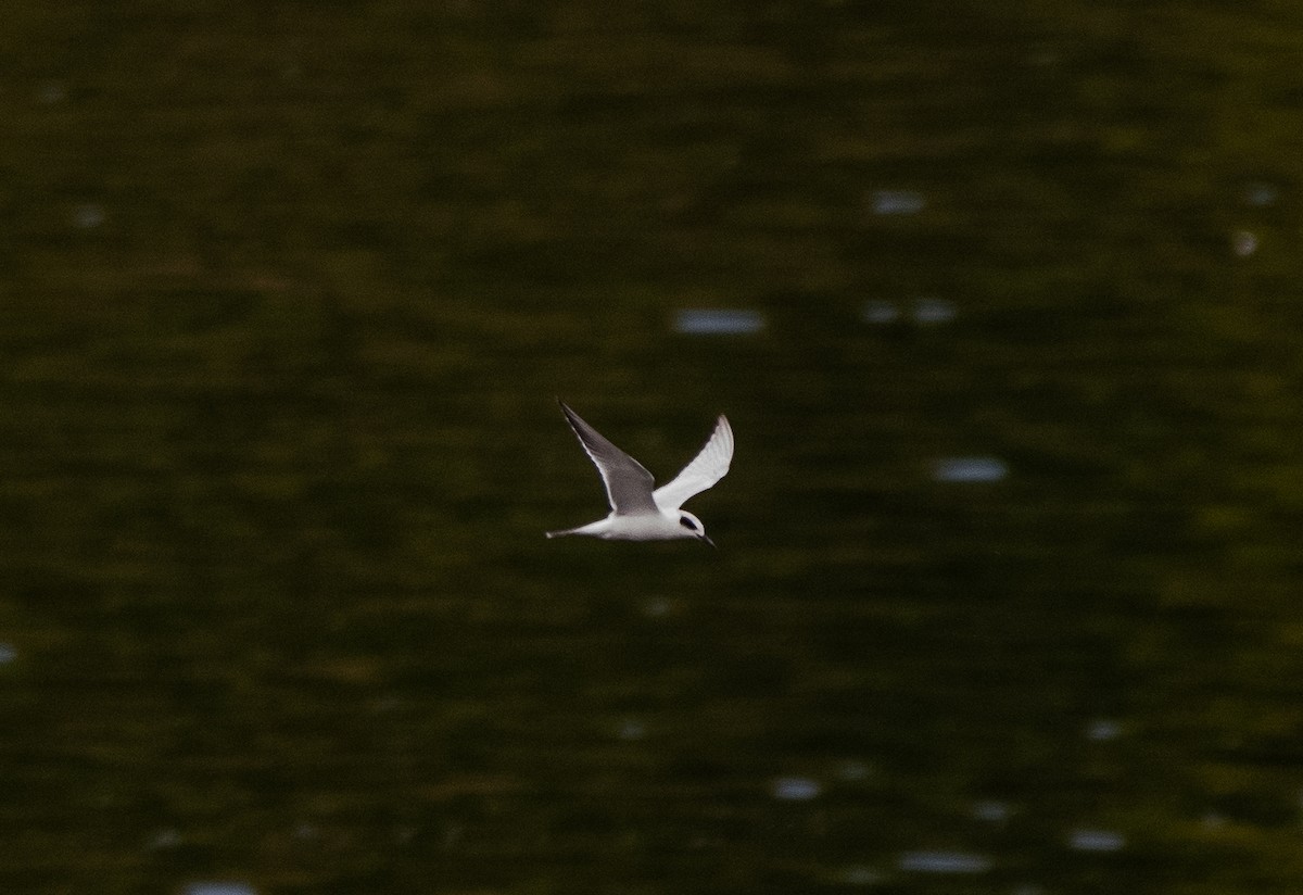 Forster's Tern - cynthia mullens