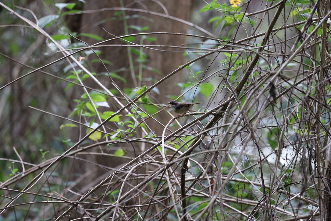 White-browed Scrubwren - ML623825655