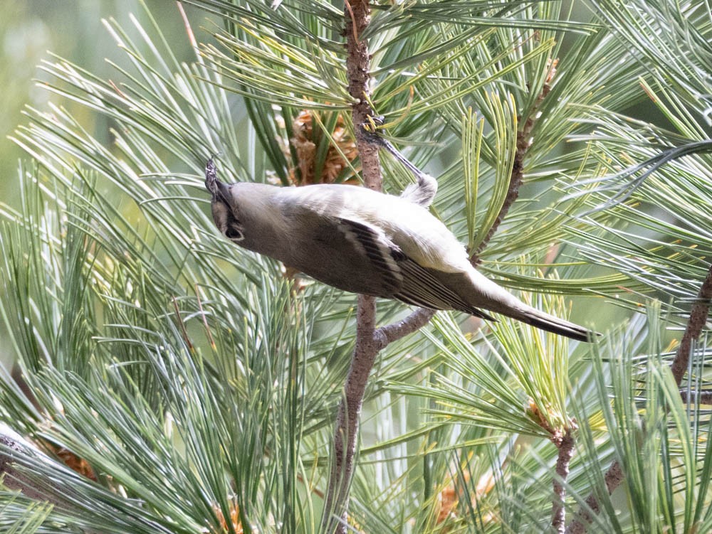 Plumbeous Vireo - ML623825663