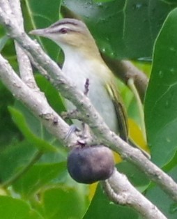 Black-whiskered Vireo - ML623825665