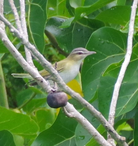 Black-whiskered Vireo - ML623825666