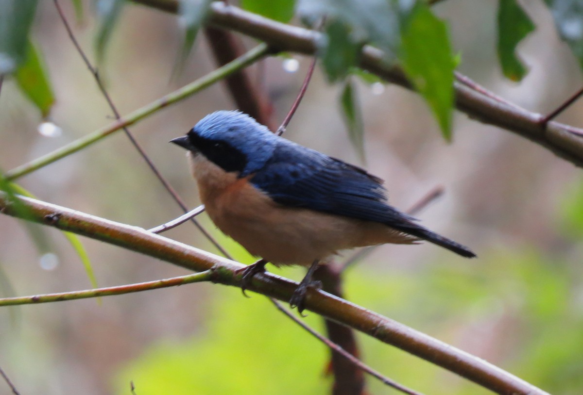 Fawn-breasted Tanager - Pedro Behne