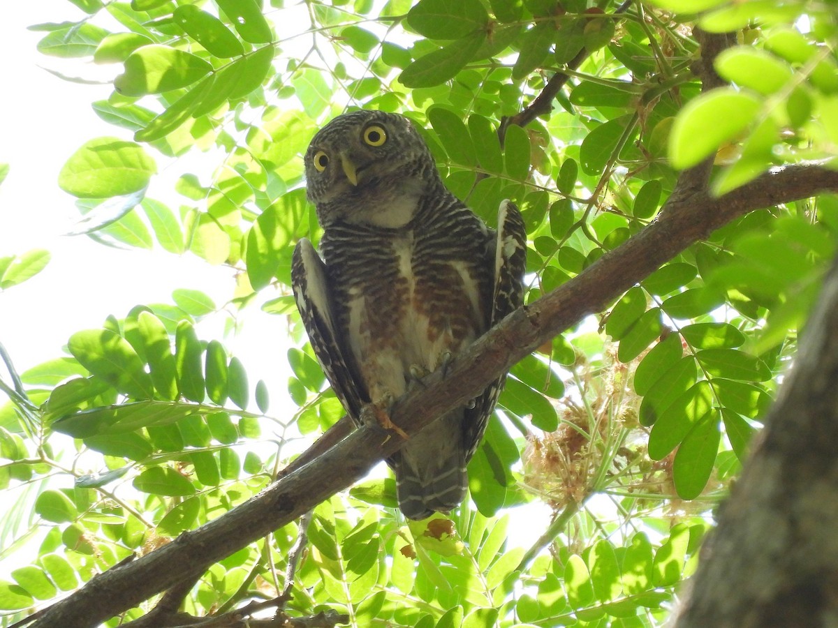 Asian Barred Owlet - ML623825685