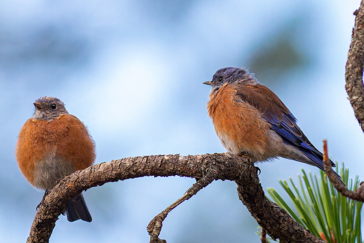 Eastern Bluebird - ML623825689