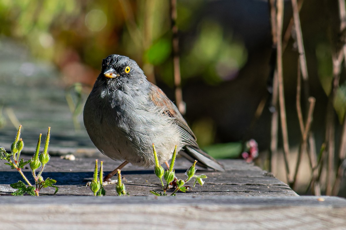 Yellow-eyed Junco - ML623825692