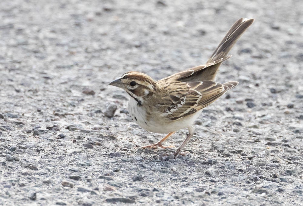 Lark Sparrow - ML623825695