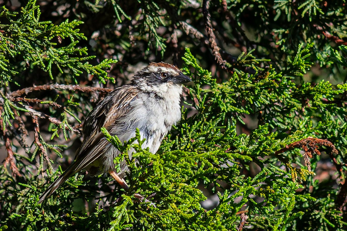 Striped Sparrow - ML623825696