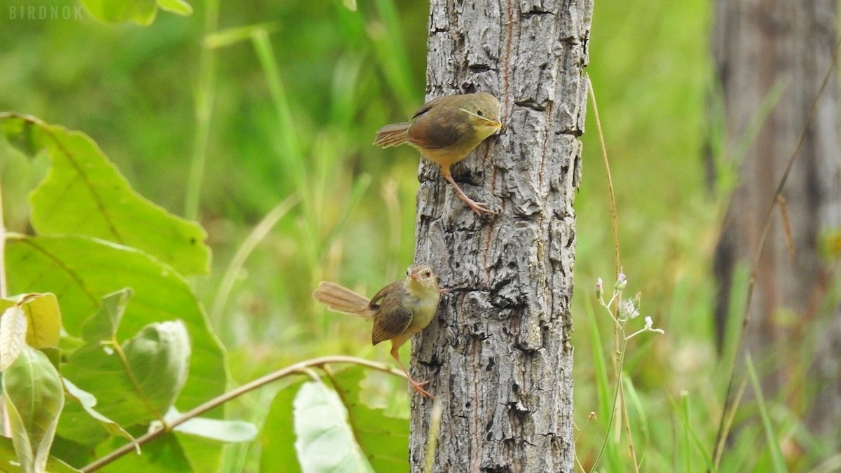 Brown Prinia - ML623825697